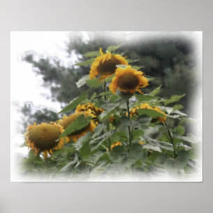 Riesenblumen Aquarellmalerei Foto Poster