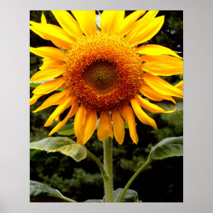 Riesenblumen, gelb blühend poster