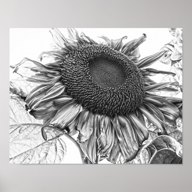 Riesenblumen, Vintage Schwarz-Weiß-Kunst Poster (Vorne)