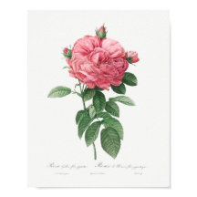 Riesenblüte der französischen Rose Vintag Blütenro
