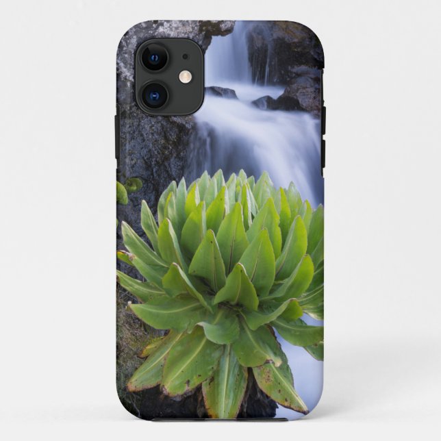 Riesenfellfisch oder Dendrosenecio 2 Case-Mate iPhone Hülle (Rückseite)