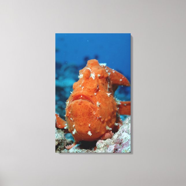 Riesenfisch zeigt seinen Fischlutscher (Antennari Leinwanddruck (Vorderseite)