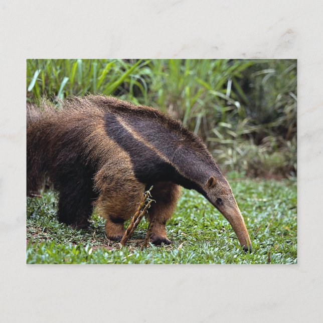 Riesenfresser (Myrmecophaga tridactyla) Postkarte (Vorderseite)