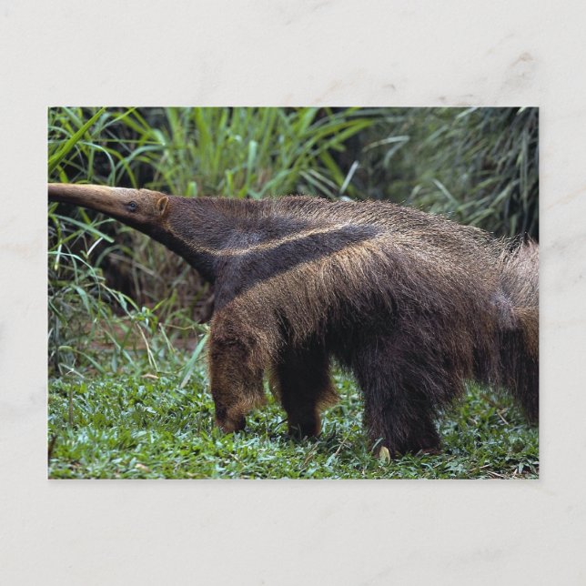 Riesenfresser (Myrmecophaga tridactyla) Postkarte (Vorderseite)