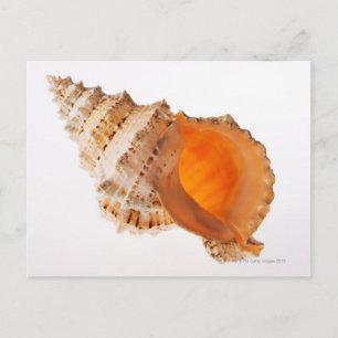 Riesenfrosch-Muschel (Tutufa bubo) gegen Weiß Postkarte