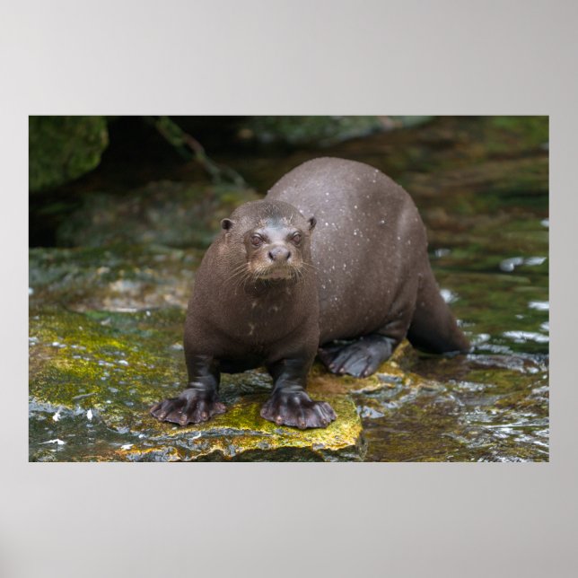 Riesenfußabdrücke Poster (Vorne)