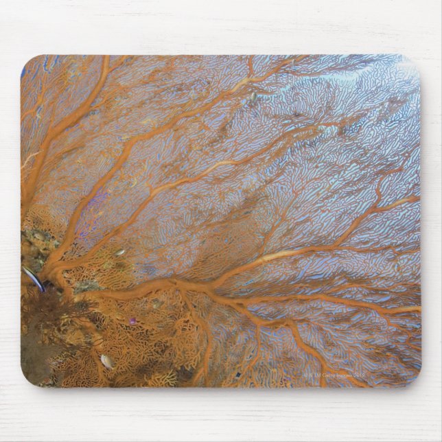 Riesengebirge (Plexauridae sp.) Mousepad (Vorne)