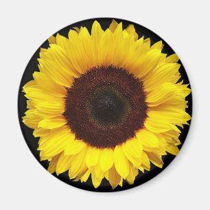 Riesengelber Garten Sonnenblume auf schwarzem Grun Magnet
