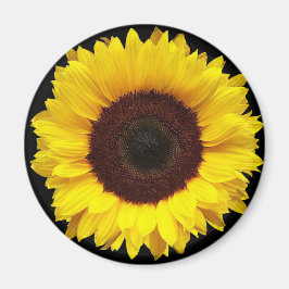 Riesengelber Garten Sonnenblume auf schwarzem Hint Magnet