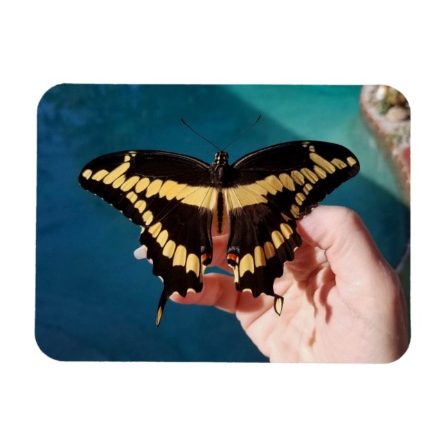 Riesengelbes Frack Butterfly Magnet (Horizontal)