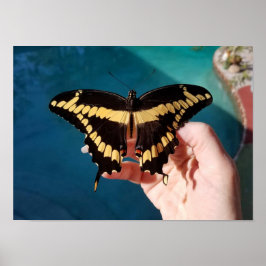 Riesengelbes Frack Butterfly Poster
