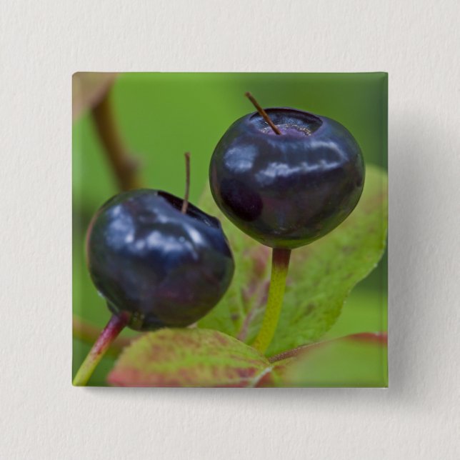 Riesenholzbeeren im Flathead National 2 Button (Vorderseite)
