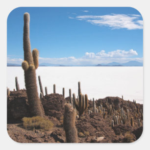 Riesenkaktus auf dem Aufkleber des Fotos Salar de 