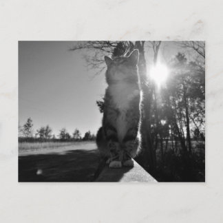 Riesenkatze Postkarte