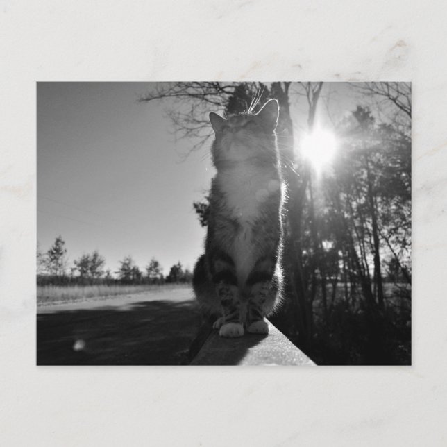 Riesenkatze Postkarte (Vorderseite)