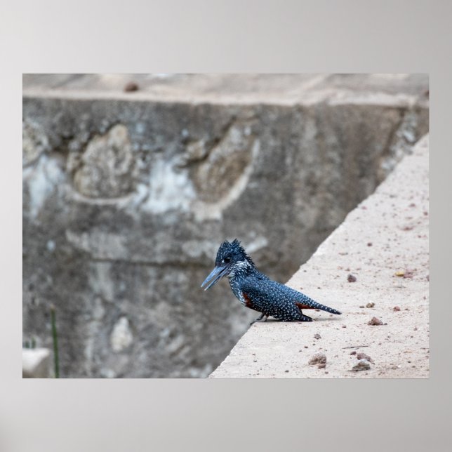 RiesenKingfisher auf der Kante Poster (Vorne)