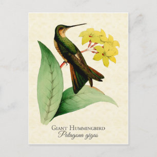 Riesenkolibri-Postkarte Postkarte