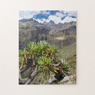 Riesenkreuzkraut oder Dendrosenecio
