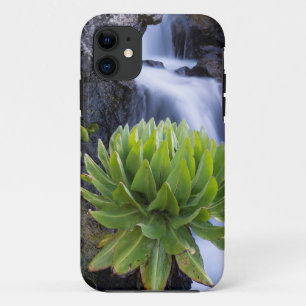 Riesenkreuzkraut oder Dendrosenecio 2 Case-Mate iPhone Hülle