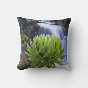 Riesenkreuzkraut oder Dendrosenecio 2 Kissen