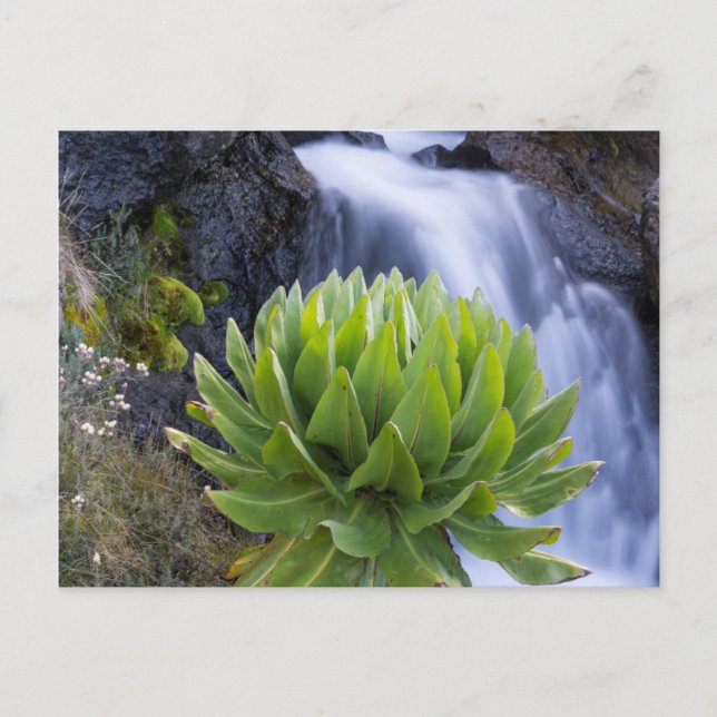 Riesenkreuzkraut oder Dendrosenecio 2 Postkarte (Vorderseite)