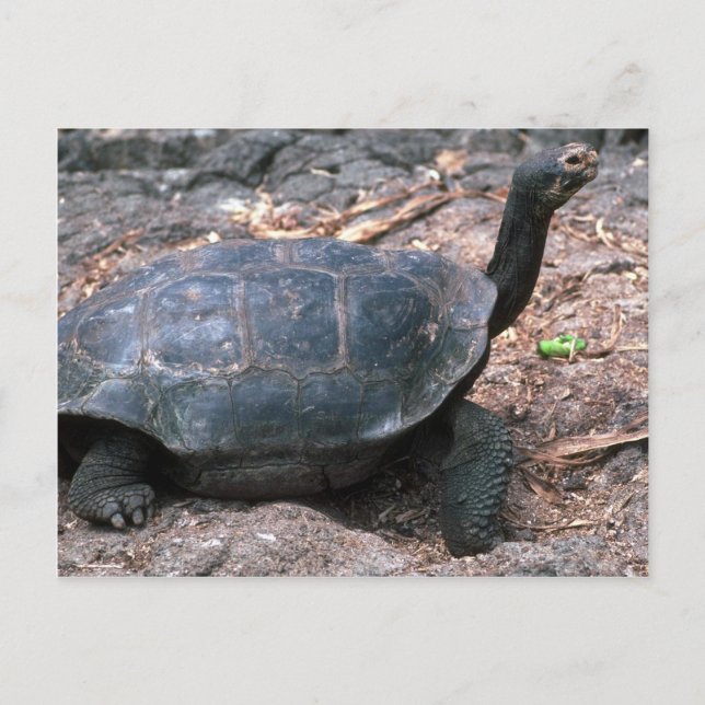 Riesenkurve Postkarte (Vorderseite)