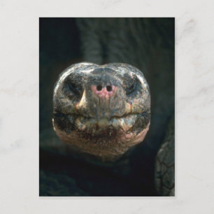 Riesenkurve Postkarte