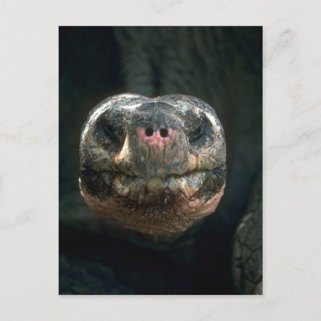 Riesenkurve Postkarte (Vorderseite)