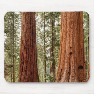 Riesenmammutbaum Panorama Mousepad