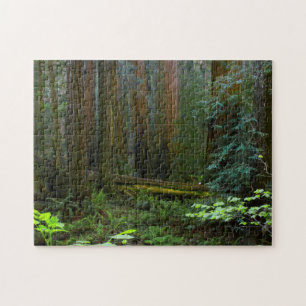 Riesenmammutbäume im Muir Woods National Park