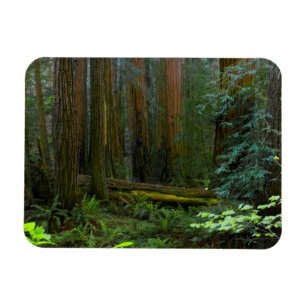 Riesenmammutbäume im Muir Woods National Park Magnet