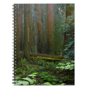 Riesenmammutbäume im Muir Woods National Park Notizblock
