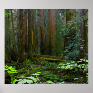Riesenmammutbäume im Muir Woods National Park Poster