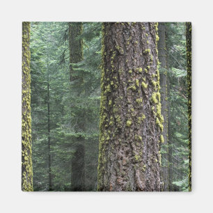 Riesenmammutbäume im Wald, Sequoia und Magnet