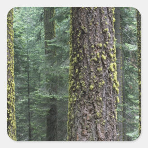 Riesenmammutbäume im Wald, Sequoia und Quadratischer Aufkleber