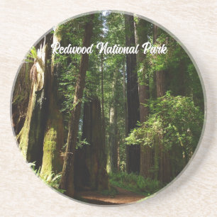 Riesenmammutbäume und Farne im Redwood National Pa Getränkeuntersetzer