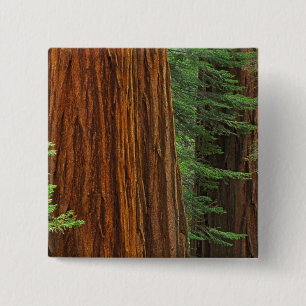 Riesenmammutbaumstämme im Wald, Yosemite Button