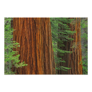 Riesenmammutbaumstämme im Wald, Yosemite Fotodruck