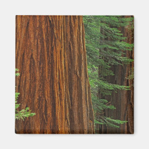 Riesenmammutbaumstämme im Wald, Yosemite Magnet