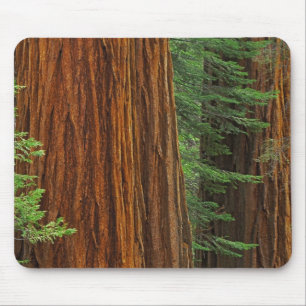 Riesenmammutbaumstämme im Wald, Yosemite Mousepad
