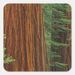 Riesenmammutbaumstämme im Wald, Yosemite Quadratischer Aufkleber