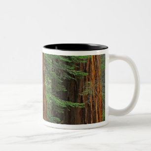 Riesenmammutbaumstämme im Wald, Yosemite Zweifarbige Tasse