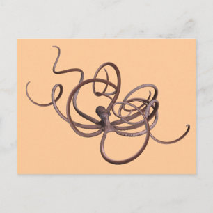 Riesenoctopus Postkarte