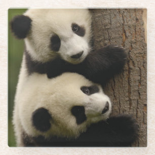 Riesenpanda (Ailuropoda melanoleuca) 2 Glasuntersetzer