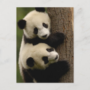 Riesenpanda (Ailuropoda melanoleuca) 2 Postkarte