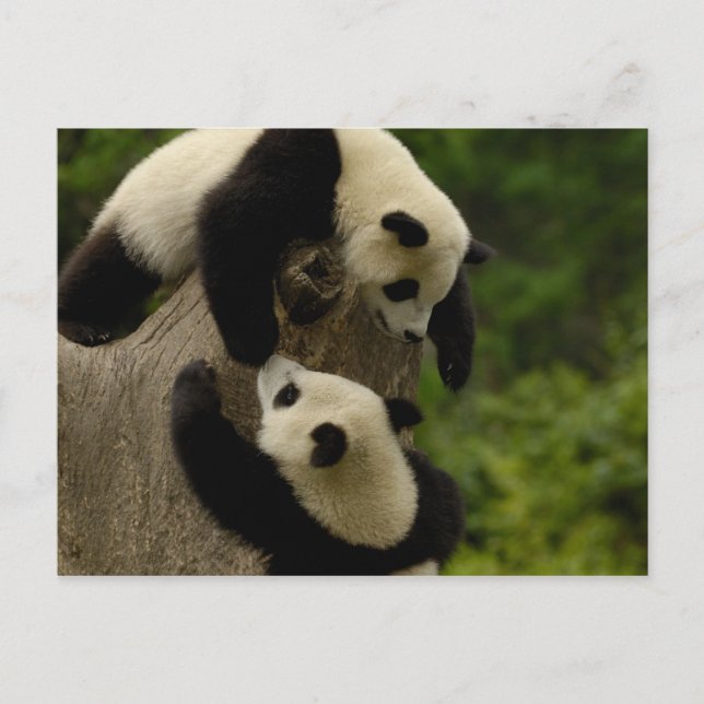 Riesenpanda (Ailuropoda melanoleuca) 5 Postkarte (Vorderseite)