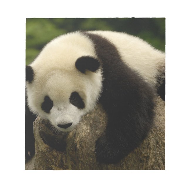 Riesenpanda (Ailuropoda melanoleuca) Notizblock (Vorderseite)