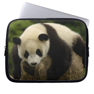 Riesenpanda-Baby (Ailuropoda melanoleuca) Laptopschutzhülle