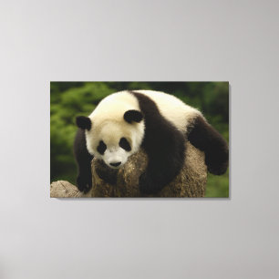 Riesenpanda-Baby (Ailuropoda melanoleuca) Leinwanddruck