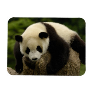 Riesenpanda-Baby (Ailuropoda melanoleuca) Magnet